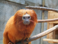 Golden lion tamarin