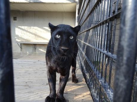 浜松市動物園公式サイト わくわく はまｚｏｏ Npo法人浜松市動物園協会