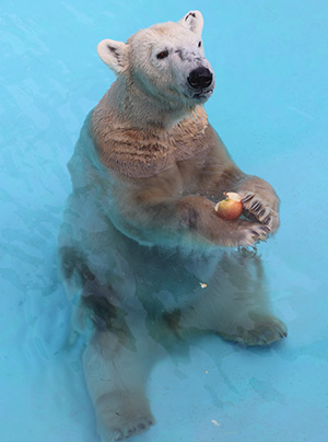 ホッキョクグマ