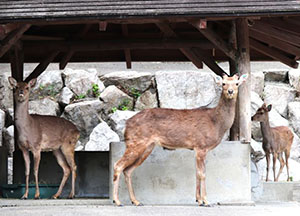 ホンシュウジカ
