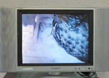 ワシミミズク巣箱内観察用赤外線カメラ